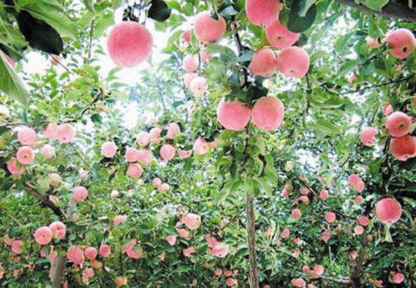 �������၆�F�S�ҿ���(li��n)ϵ�Ԓ(hu��)��13838587319 �O��(j��ng)��